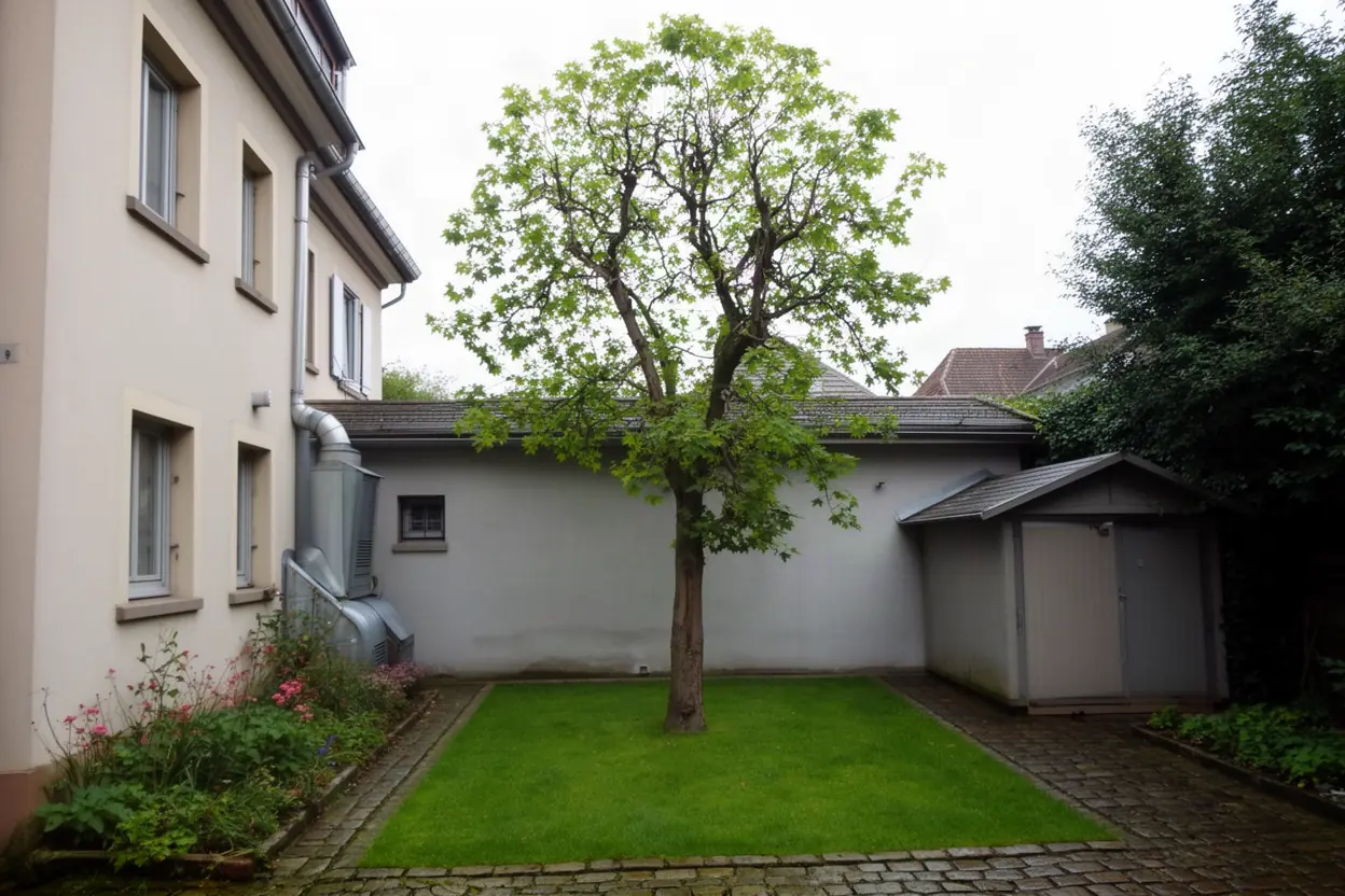 Érable dangereux avant démontage dans une cour de Strasbourg