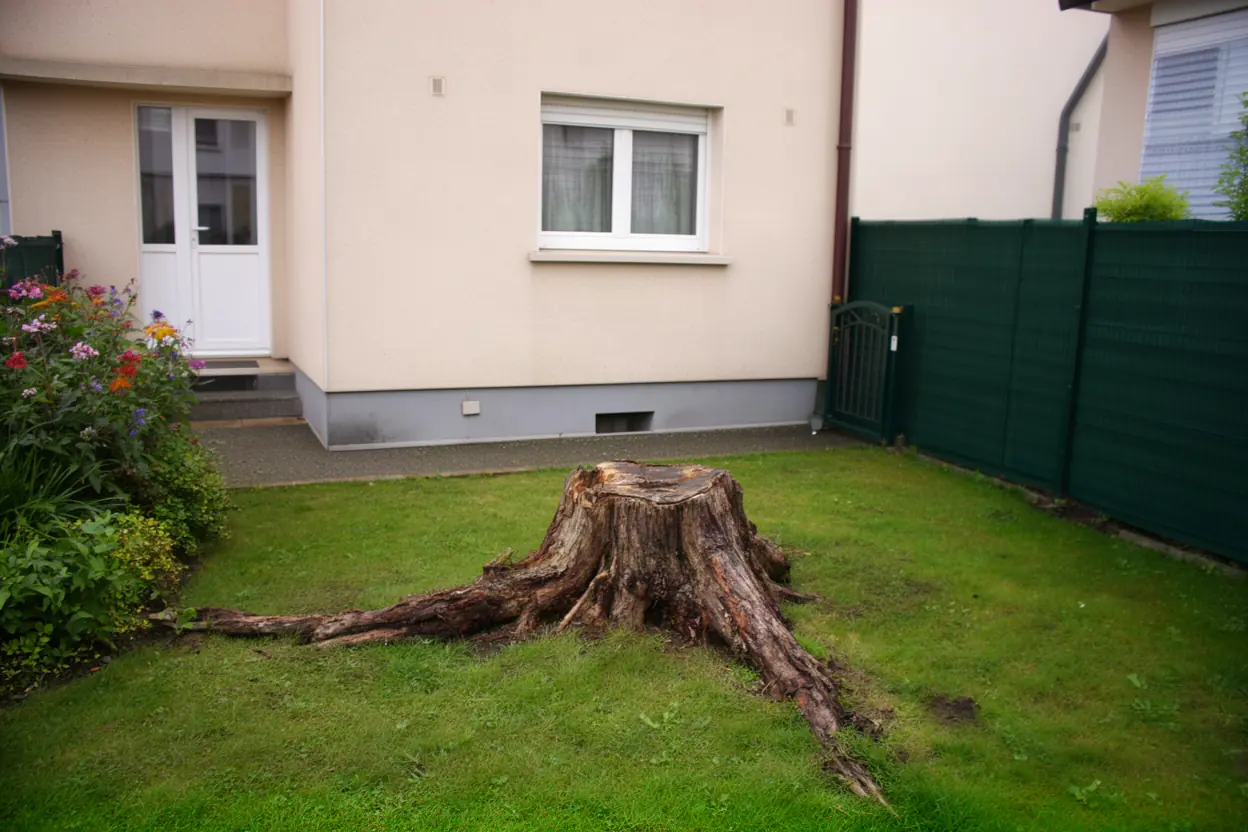 Vieille souche près d’une clôture dans un jardin à Lingolsheim
