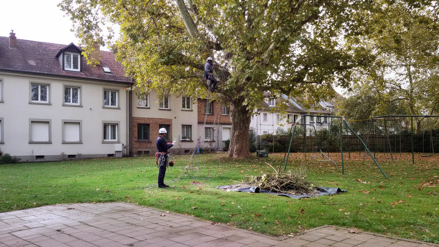 Élagueur à Strasbourg : élagage et abattage d’arbres